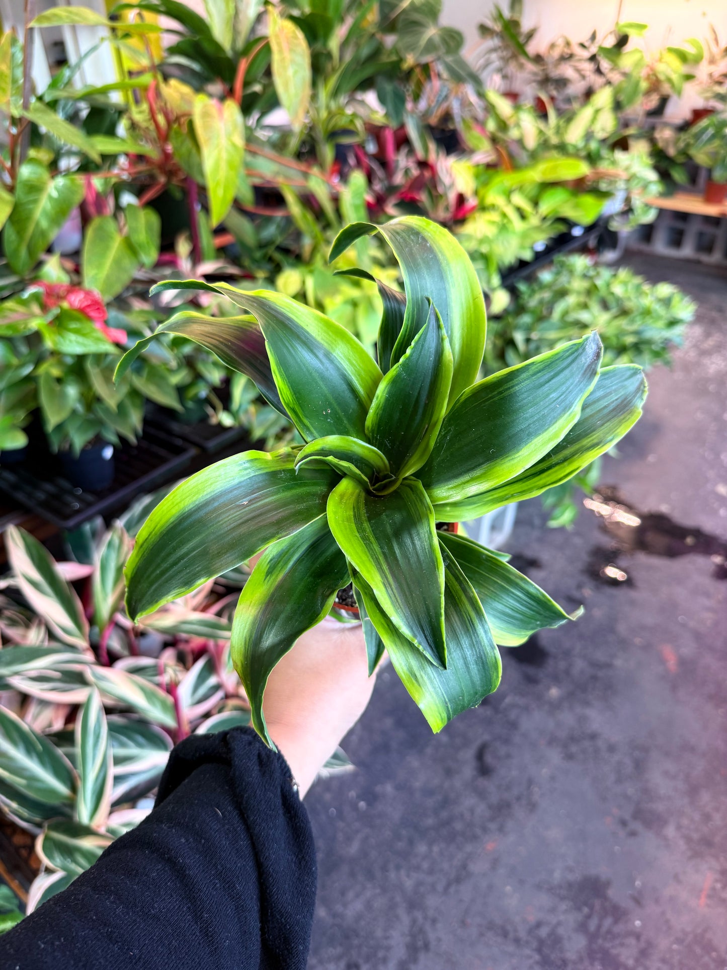 Dracaena Tornado