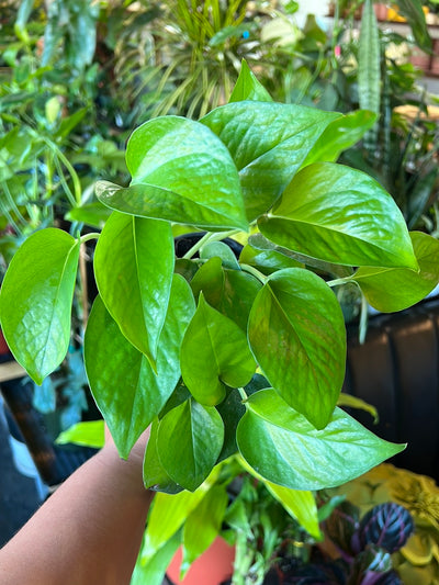 Pothos 'Jade'