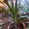 Dracaena ‘Marginata Cane’