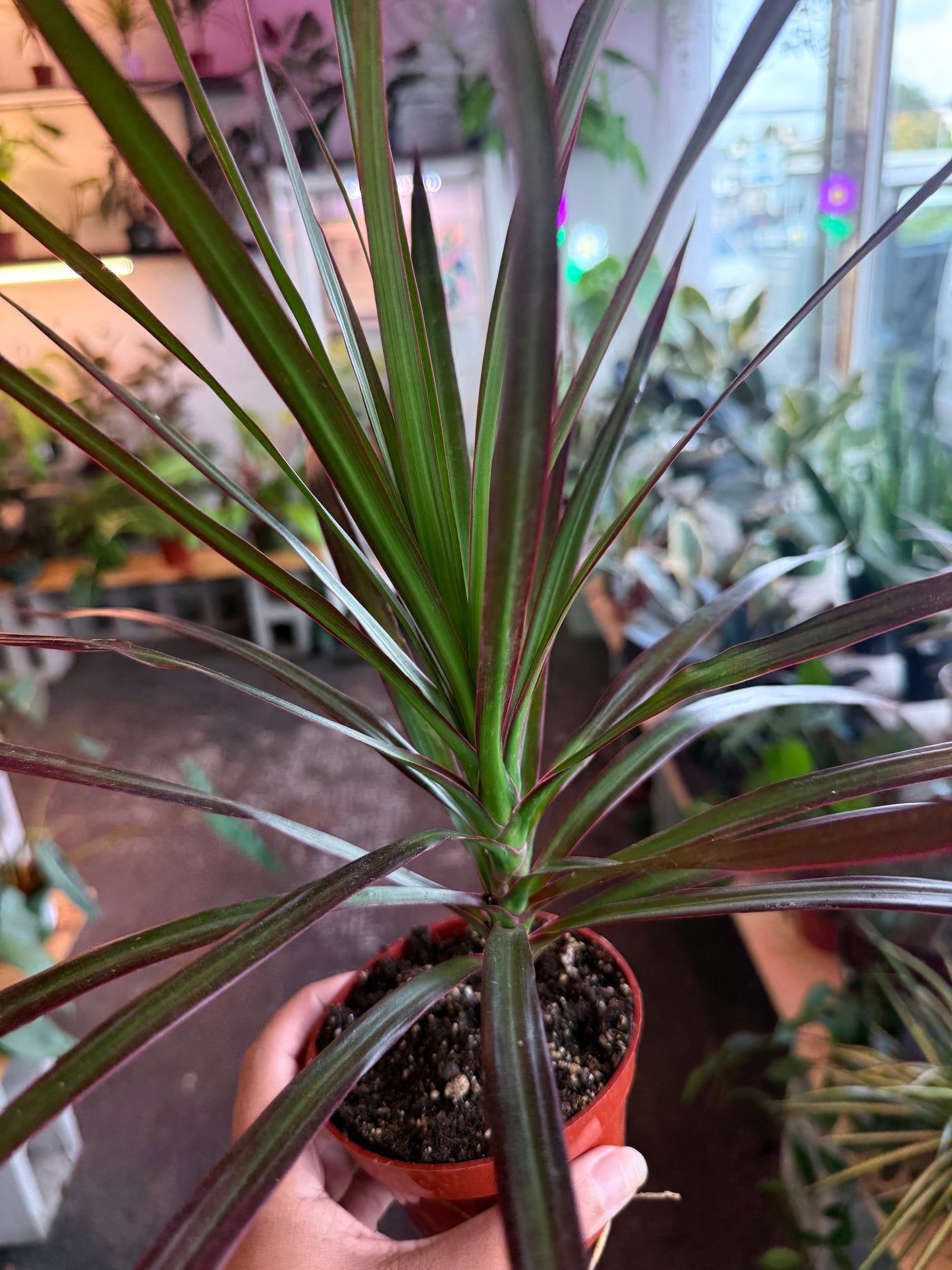 Dracaena ‘Marginata Cane’