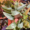 Pothos ‘Cebu Blue’