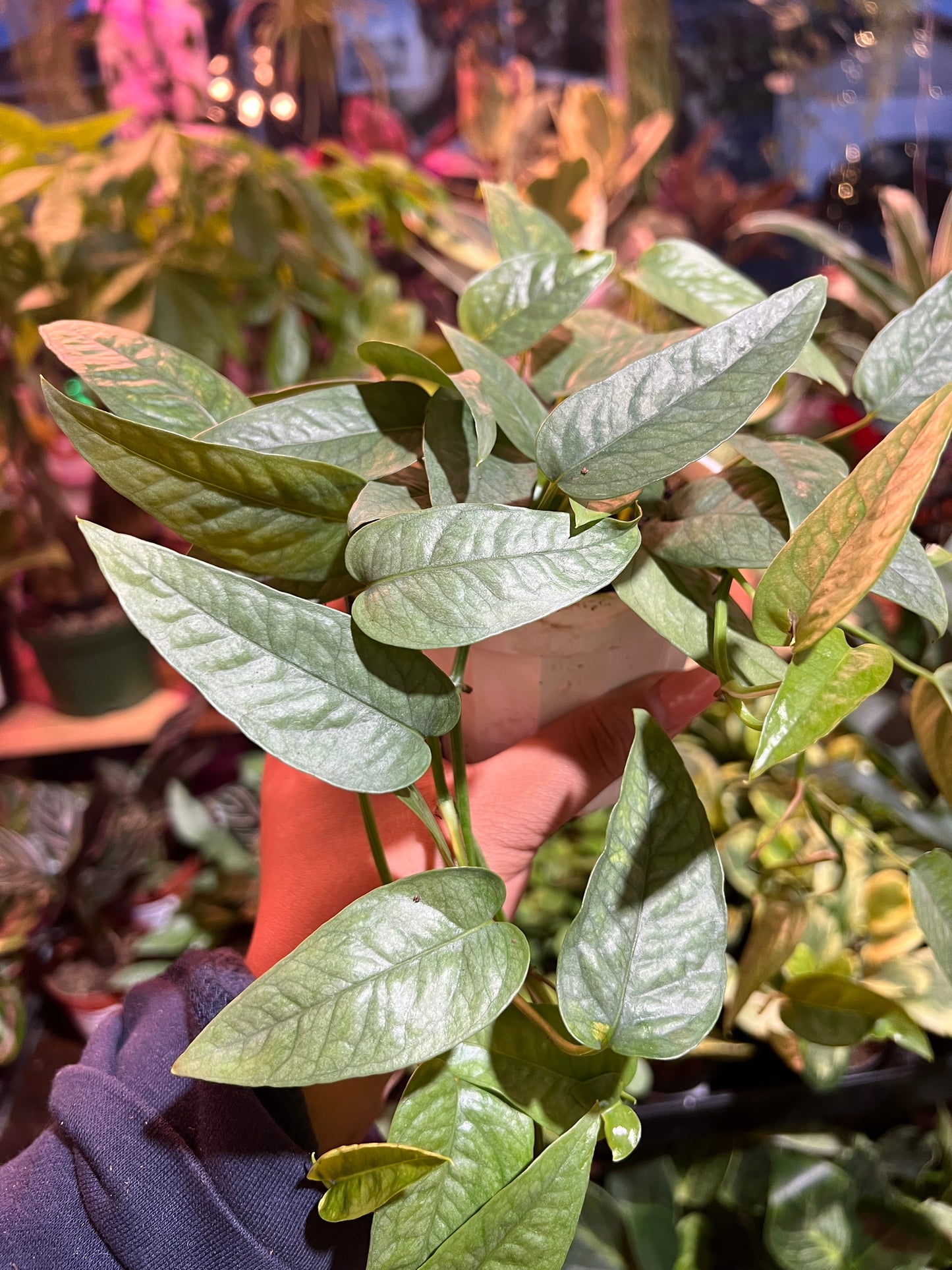 Pothos ‘Cebu Blue’