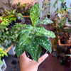 Aglaonema ‘Pictum Tricolor’