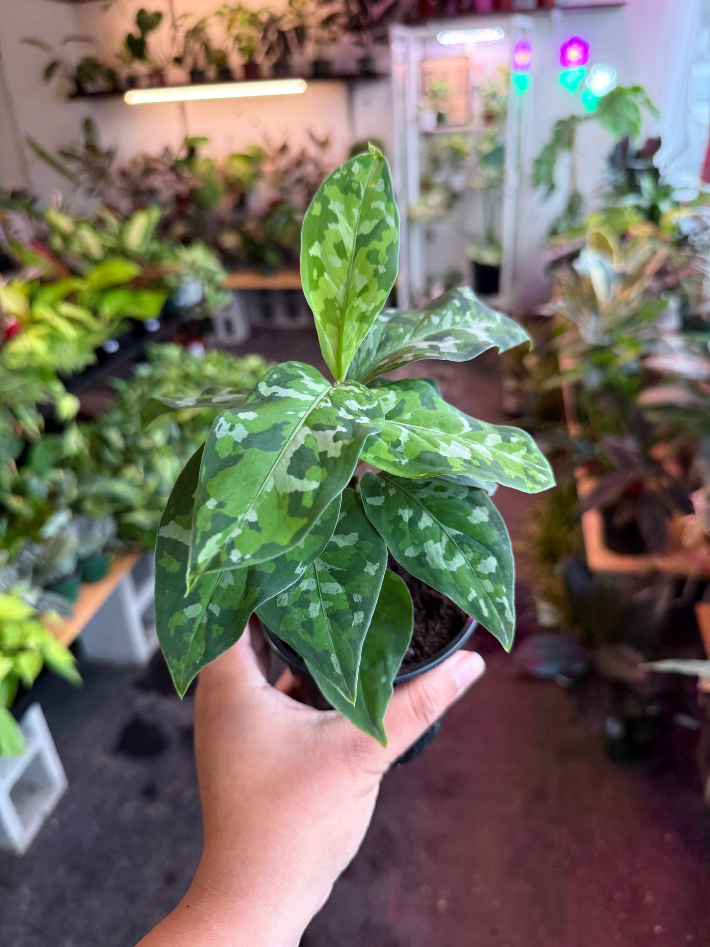 Aglaonema ‘Pictum Tricolor’