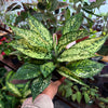 Aglonema ‘Wintery Winehouse’