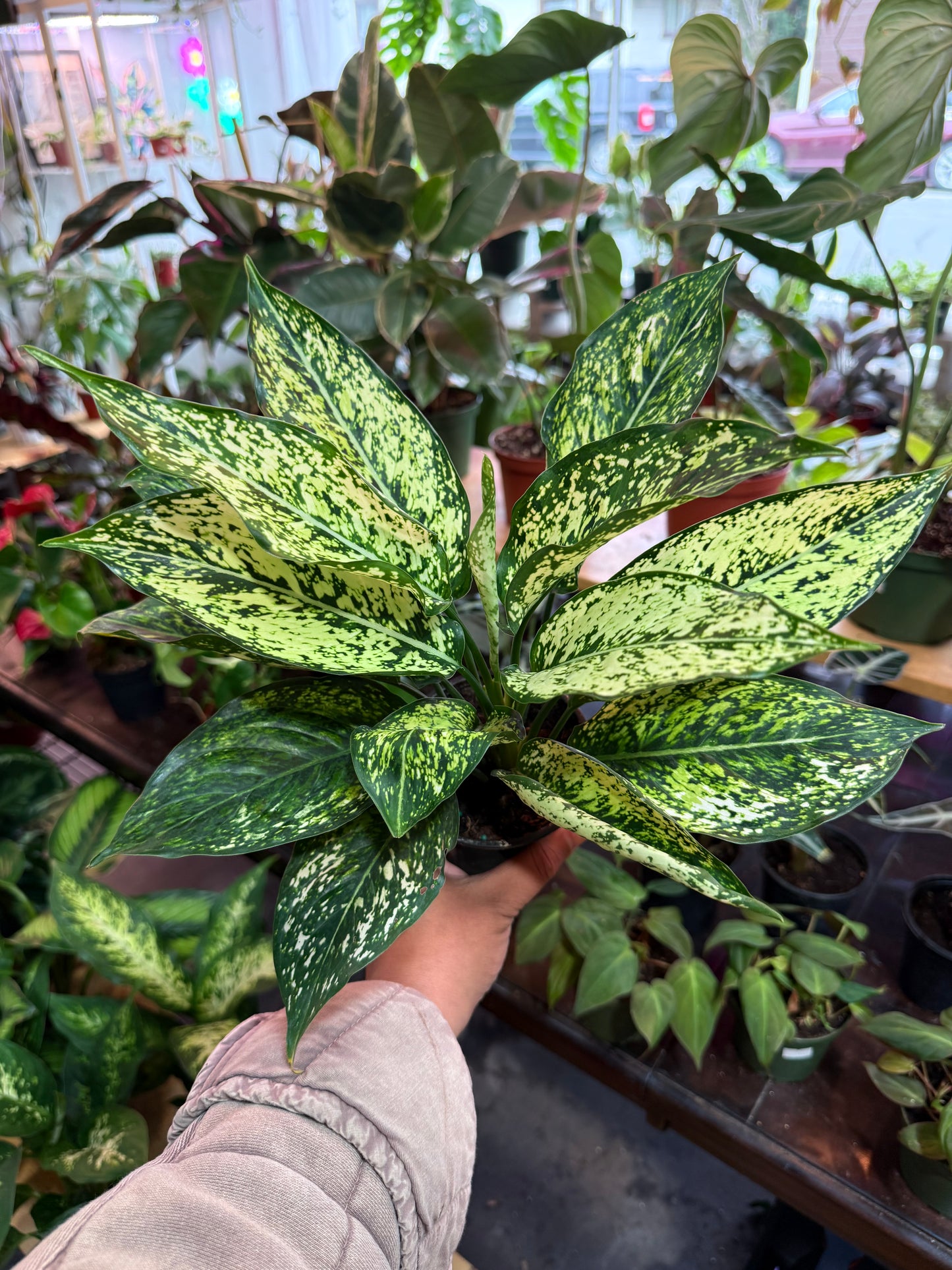 Aglonema ‘Wintery Winehouse’
