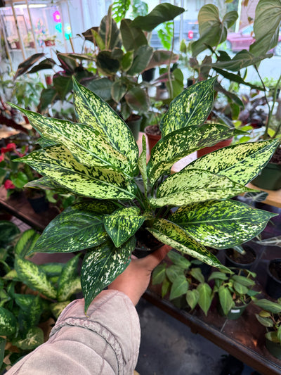 Aglonema ‘Wintery Winehouse’