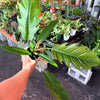 Philodendron ‘Choco Empress’