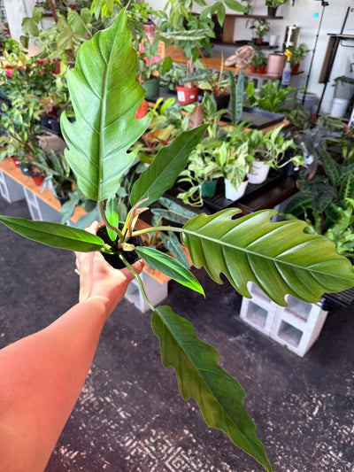 Philodendron ‘Choco Empress’
