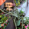 Senecio ‘Stapeliformis’