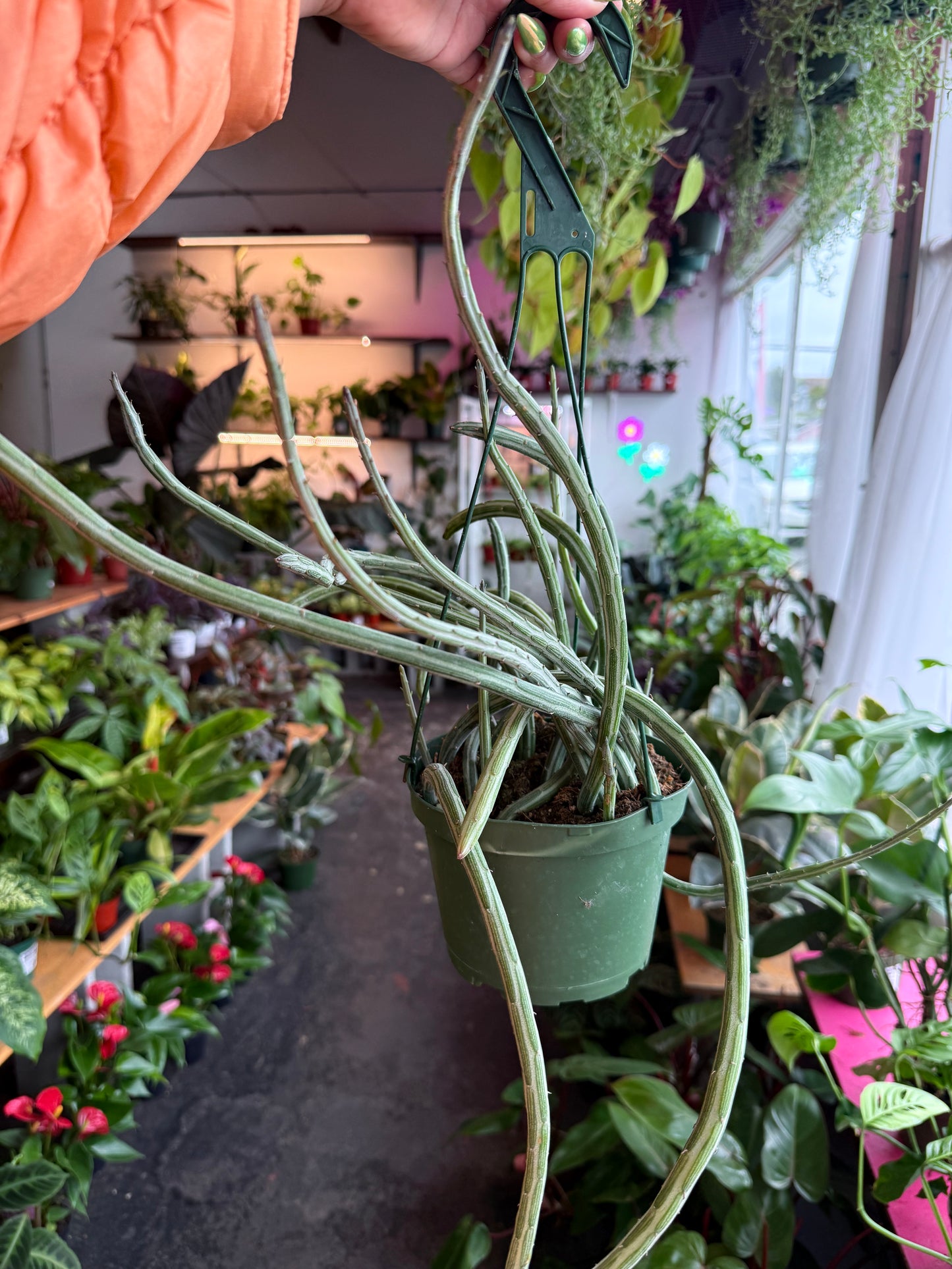 Senecio ‘Stapeliformis’