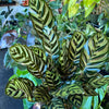 Calathea 'Makoyana'