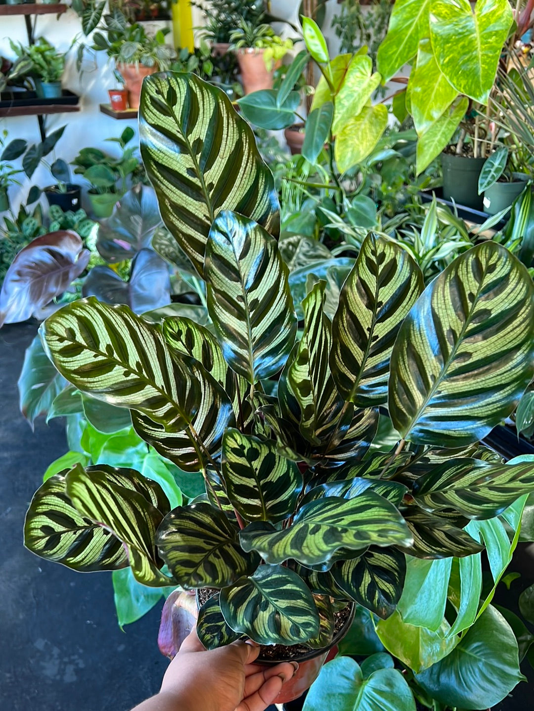 Calathea 'Makoyana'