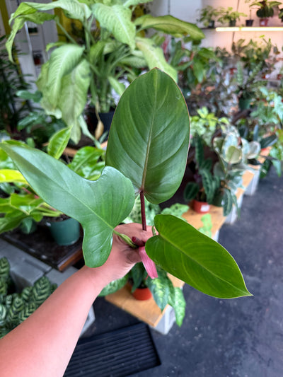 Philodendron Cuttings Bundle (Emerald Red, Emerald Green, & Horse Head)