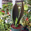Sansevieria ‘Whitney’