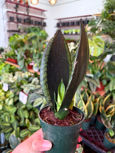 Sansevieria ‘Whitney’