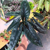 Alocasia 'Scalprum’