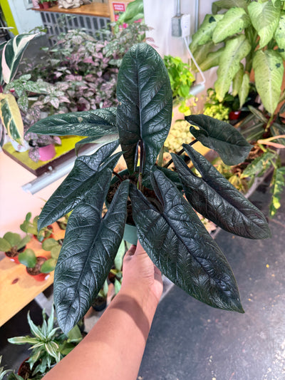 Alocasia 'Scalprum’