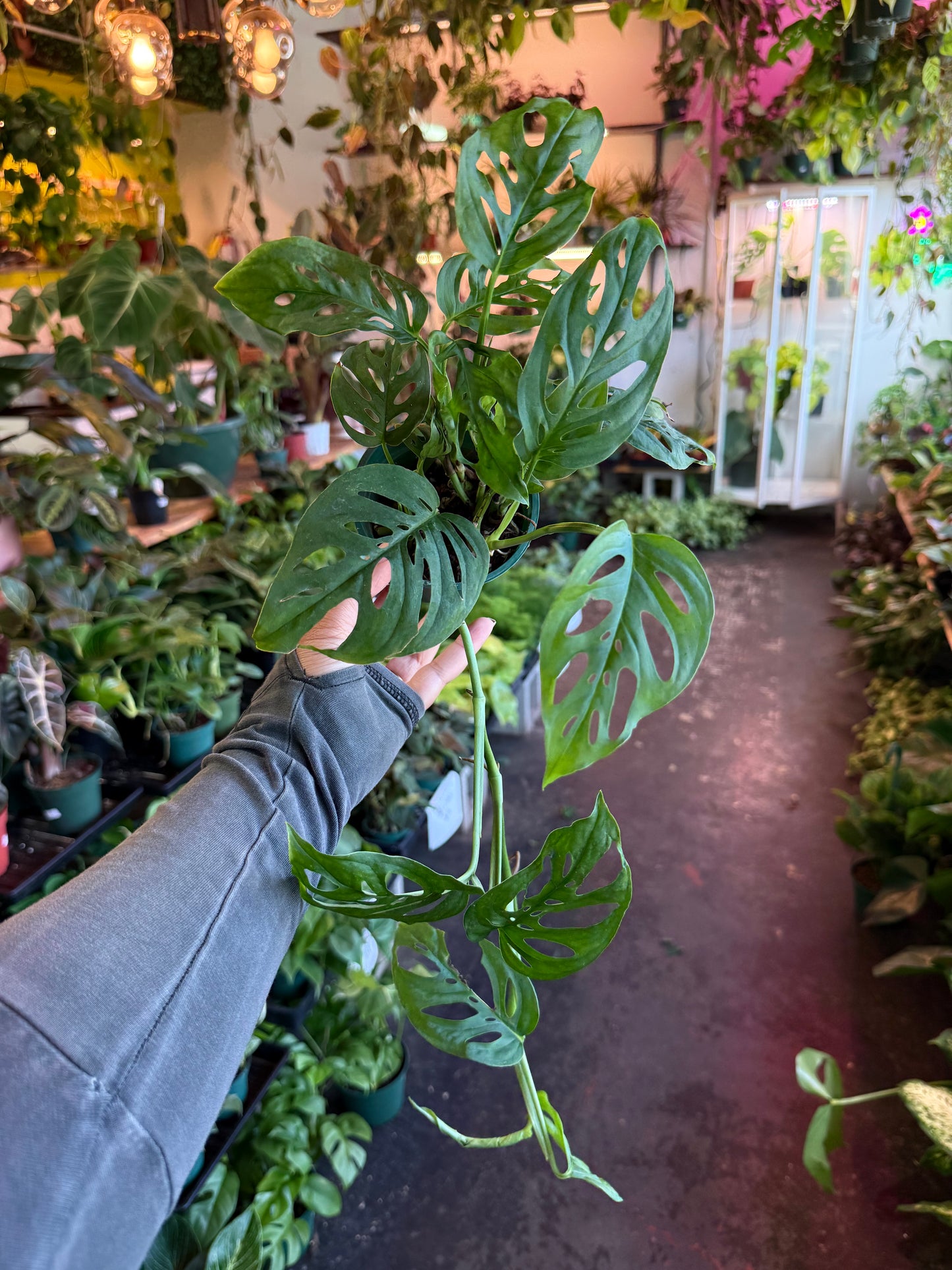 Monstera 'Adansonii'