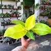 Philodendron 'Moonlight'