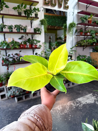 Philodendron 'Moonlight'