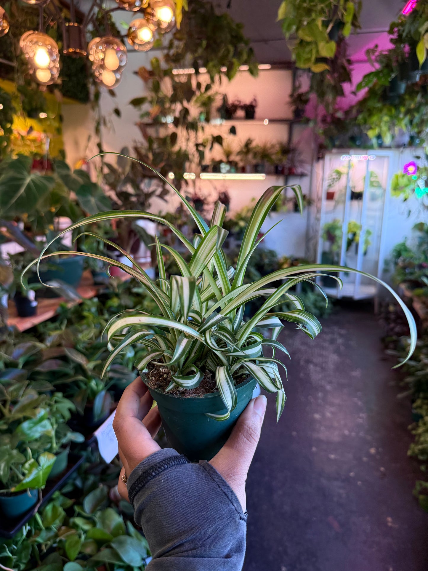 Spider Plant Variegated