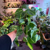 Philodendron 'Brazil'