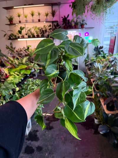 Philodendron 'Brazil'