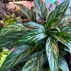 Aglaonema ‘Tigress’
