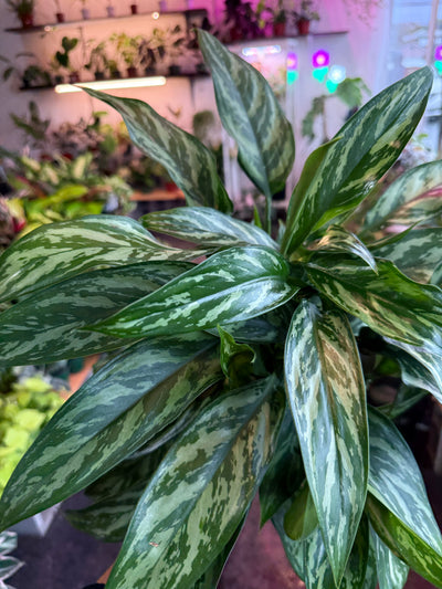 Aglaonema ‘Tigress’