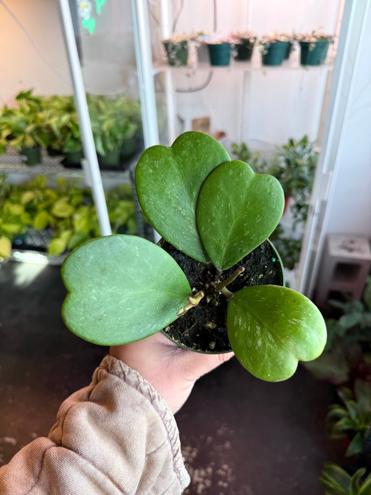 Hoya 'Kerrii Sweetheart' Splash