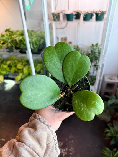 Hoya 'Kerrii Sweetheart' Splash