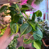 Philodendron 'Brazil'
