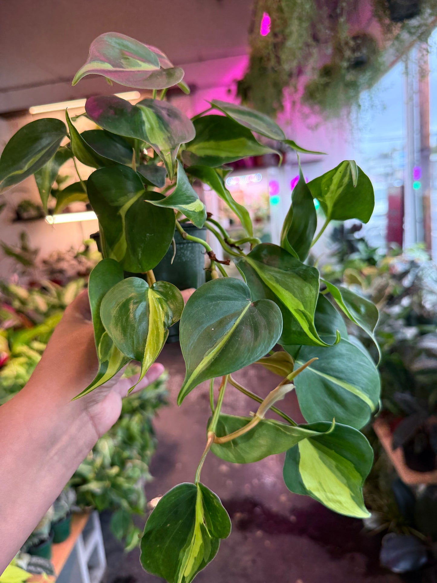 Philodendron 'Brazil'