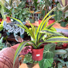 Dracaena 'Lemon Surprise'