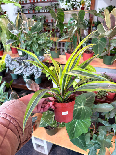 Dracaena 'Lemon Surprise'