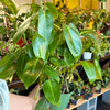 Philodendron Emerald Green