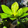 Philodendron 'Moonlight'