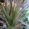 Dracaena ‘Bi-Color’