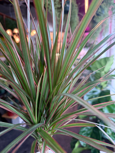 Dracaena ‘Bi-Color’