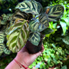 Calathea 'Makoyana'