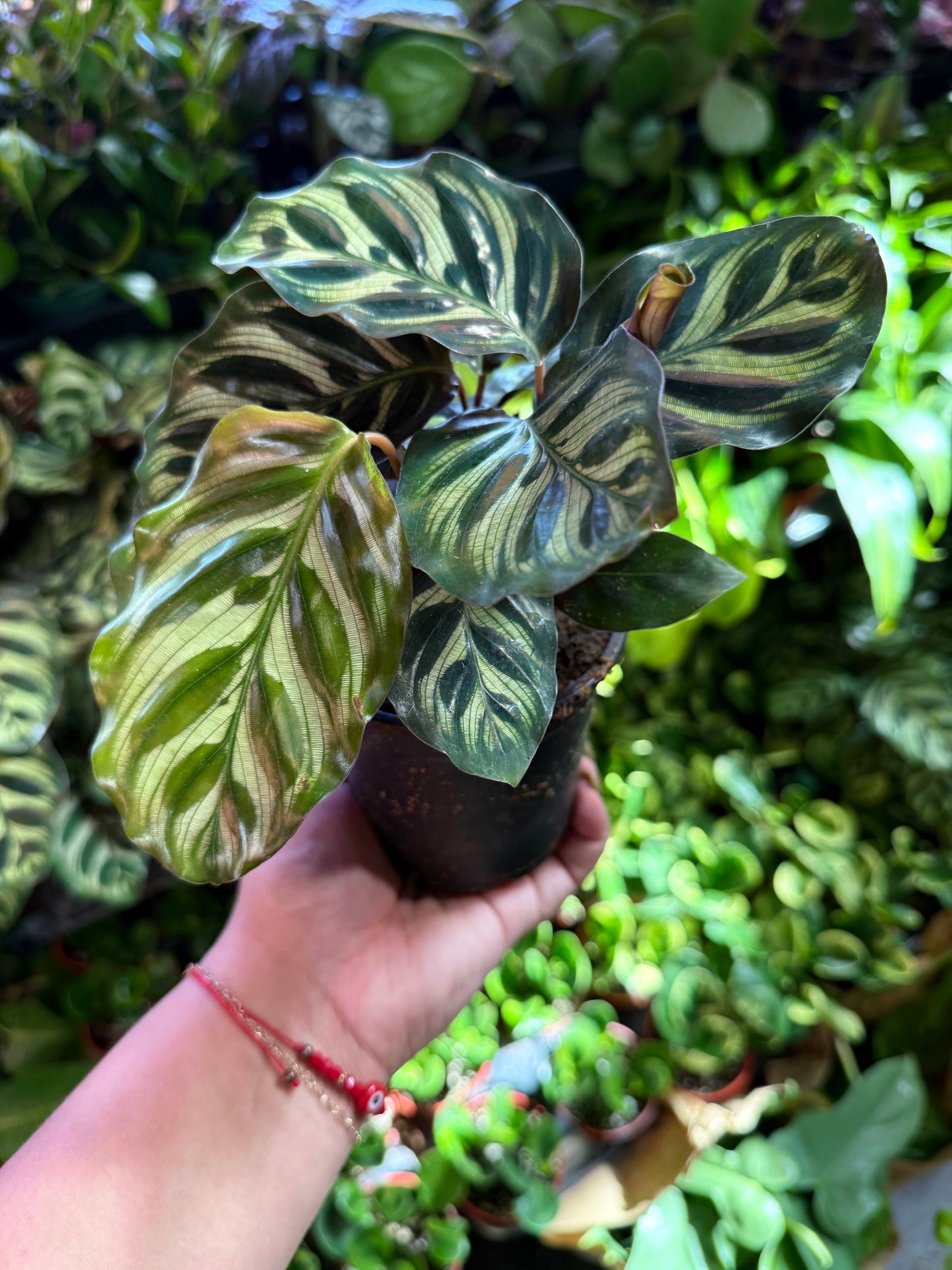 Calathea 'Makoyana'
