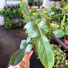 Philodendron 'Bipennifolium' (Horsehead)