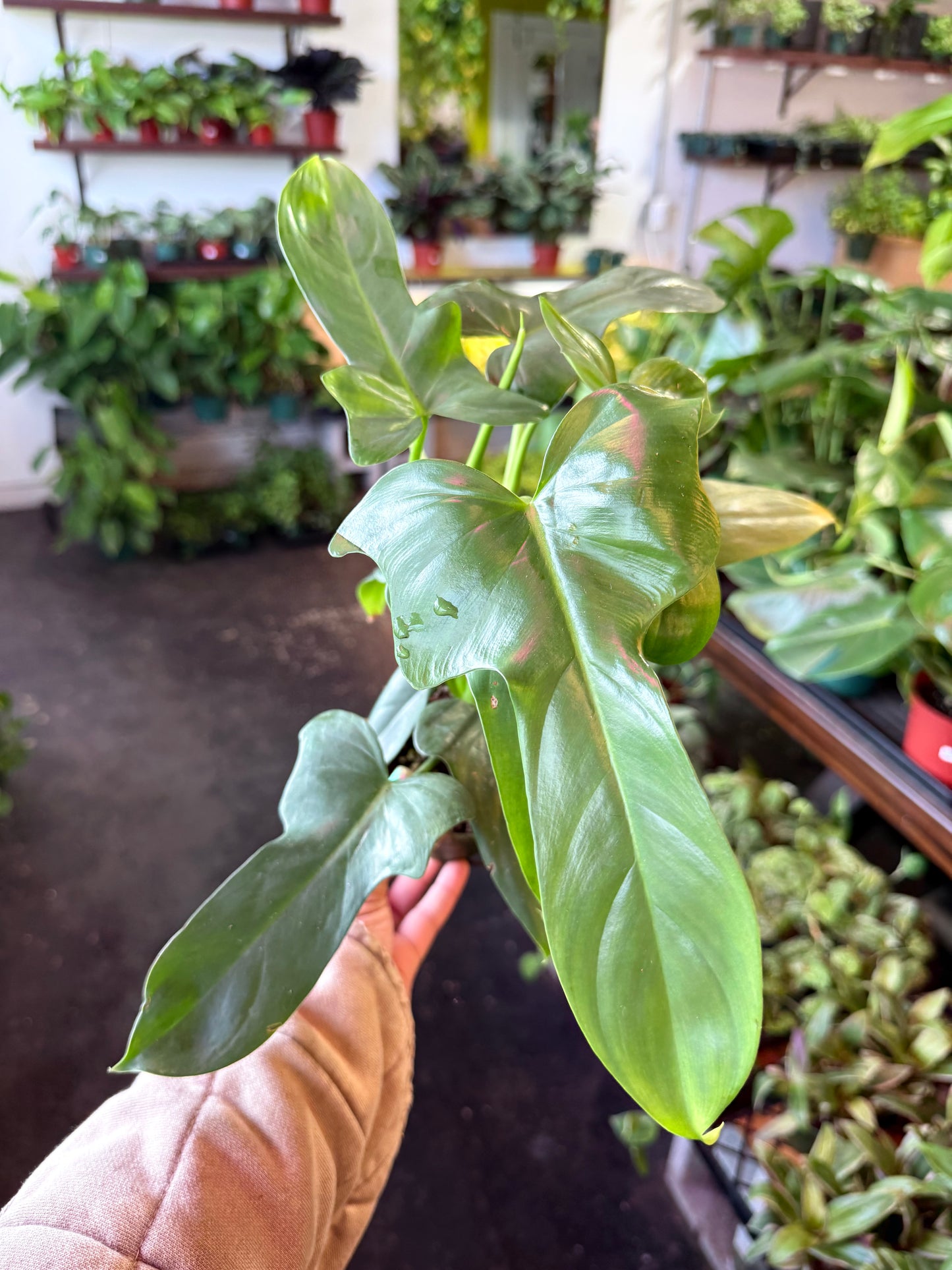 Philodendron 'Bipennifolium' (Horsehead)