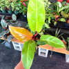 Philodendron Prince of Orange