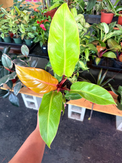 Philodendron Prince of Orange