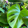 Philodendron Monstera Split-Leaf