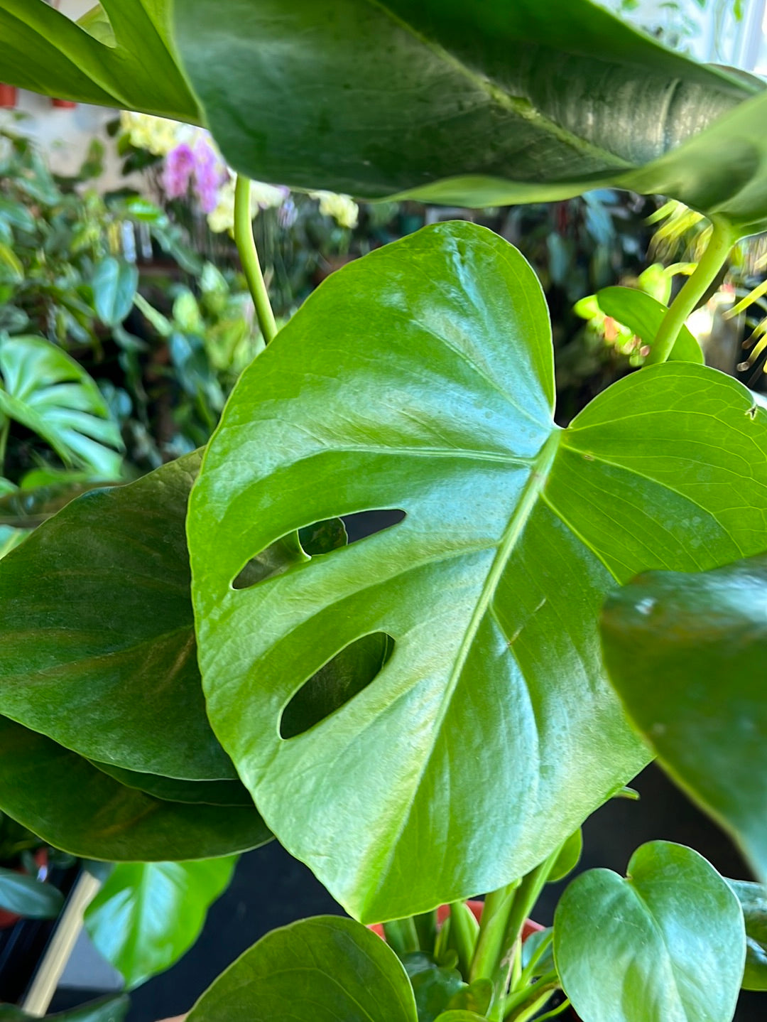 Philodendron Monstera Split-Leaf