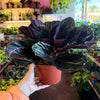 Calathea 'Dottie'