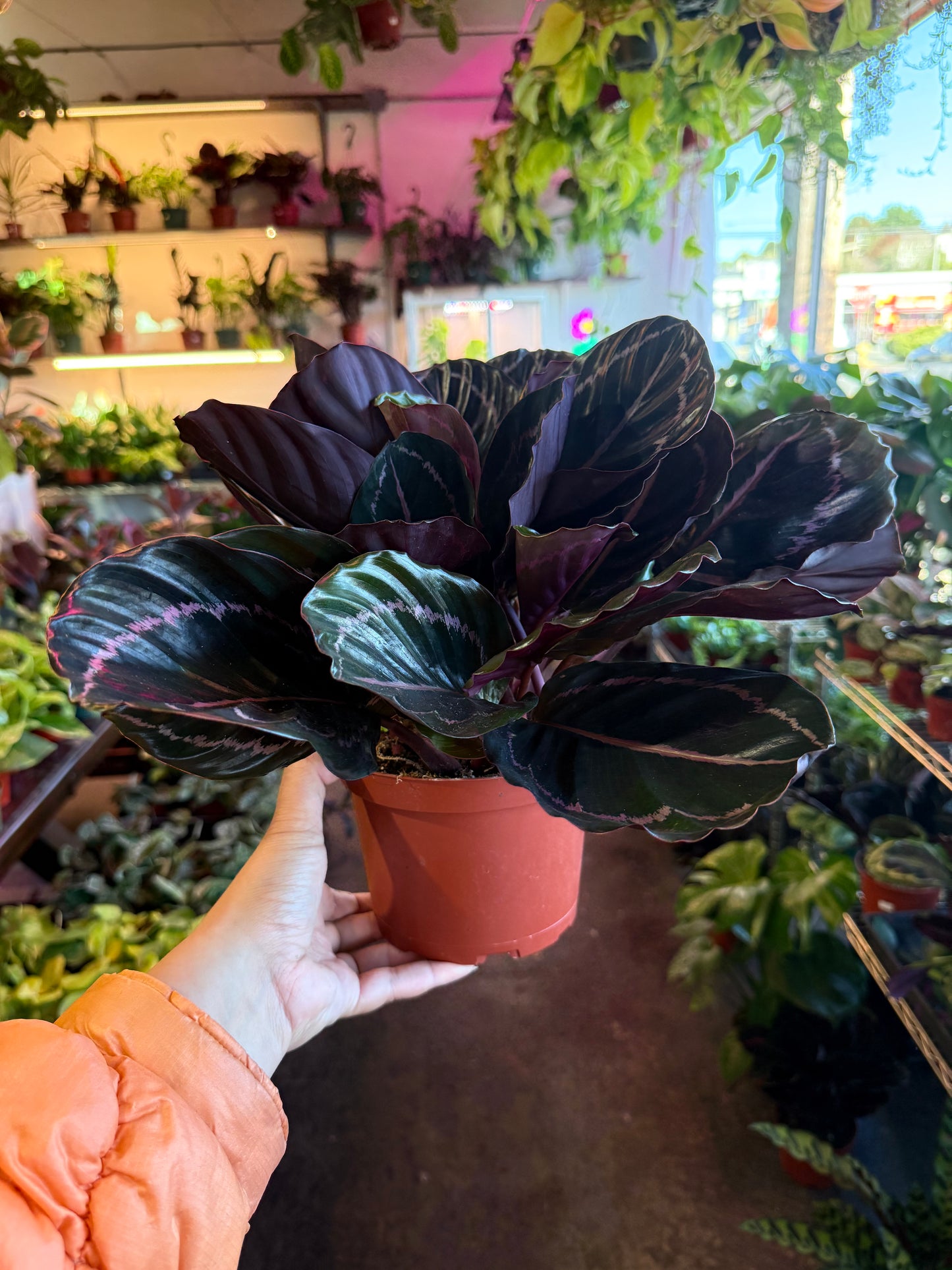 Calathea 'Dottie'